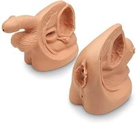 Generico Set di modelli di anatomia genitale femminile e maschile, modello di inserimento del catetere in PVC con marcature anatomiche digitali Modello di cateterismo per l'istruzione Dimostrazioni