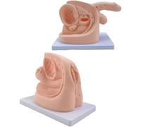 Generico Set di modelli di anatomia per cateterismo - Modello di genitali interni esterni maschili femminili per l'istruzione e la formazione sul catetere urinario