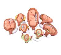 Generico Set di Modelli di Sviluppo fetale, Set di Modelli di Sviluppo dell'embrione Umano da 8 Pezzi, Modello di processo di Sviluppo fetale dell'embrione di Gravidanza di Anatomia