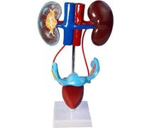 Generico Sistema urinario femminile 1:1 Modello anatomico, costruzione della struttura della vescica e dell'uretere Modello di rene Modello di anatomia scientifica per l'insegnamento degli