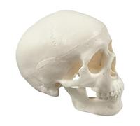 Generico Skull Anatomy Model, Skeleton Head, Realistic Bone Craft, Compact Educational Design, Detailed Structure Finish, for Classroom Display, Halloween Decor, Teaching Tool, Learning Aid