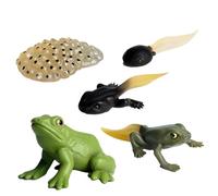 Generico Tierlebenszyklus-Figuren - Pädagogisches Lernset | Realistische Wachstums-Modelle (Schmetterling, Schildkröte, Motte), MINT-Lernspielzeug Für Biologie & Naturkunde