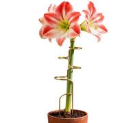 Generico Tutori Vegetali,Tutori per Monstera da Ambienti Interni - Supporto Stelo di Rosa - per Amarilli Orchidee Rose Appartamenti Giardini Giardinieri