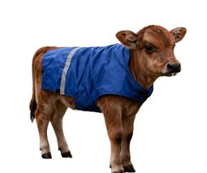 Générique Coperta di vitello | Gilet di protezione ventrale riflettente per bestiame | Coperta riscaldante regolabile per bestiame, per stalla pascolo all'aperto, trasporto notturno allevamento