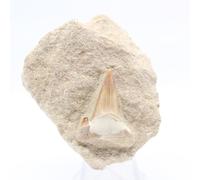 Générique Dente fossile di otodus da 90 grammi e 60 millimetri, Minerale Otodus del Marocco, Pietra Autentica, Articolo Esclusivo, Minerale d'arte, Pietra di meditazione