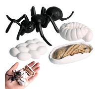 Générique Life Cycle Figurine - 3D Simulated Biology Toy Kit, Science Learning Set, Realistic Butterfly Frog Turtle Stages, Professional Preschool STEM Education Gear, Durevole PP Figures | Fo