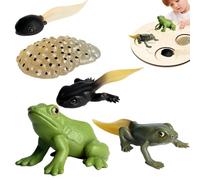 Générique Life Cycle Figurine - 3D Simulated Biology Toy Kit, Science Learning Set, Realistic Butterfly Frog Turtle Stages, Professional Preschool STEM Education Gear, Durevole PP Figures | Fo
