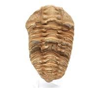 Générique Trilobite fossile Marocco da 100 grammi e 75 millimetri, minerale Trilobite del Marocco, pietra naturale al 100%, articolo esclusivo, pietra decorativa, pietra di coraggio