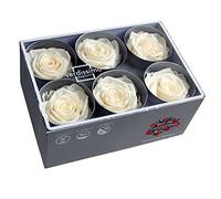 Générique VerdiSSIMO Rosa stabilizzata Pulsante X6 / Diametro 5cm (Champagne)