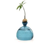 Generisch Avocado - Vaso per piante con semi di avocado, in, trasparente, per la coltivazione di alberi di avocado medio, kit per la coltivazione di nuclei, semi, germi