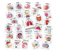 Generisch Cartoline educative sull'anatomia umana, 30 schede visive per studenti di infermiere, formato tascabile, con diagrammi terminologici (bianco, 9 x 6,5 cm)