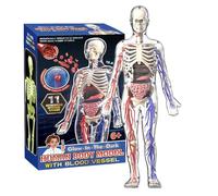 Generisch Modello anatomico umano, scheletro trasparente 4D con figura luminosa, modello dettagliato di scienze corporee per l'apprendimento, modello del corpo umano per bambini, mostra di studio