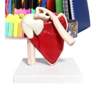 Generisch Modello articolare della spalla, strumento didattico anatomico | Modello muscolare per articolazione della spalla per allenamento, dimostrazione, lezione, figlia, donne, ragazze, adolescenti