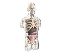 Generisch Modello corpo umano - PVC 6 x 10 x 21 cm | modello anatomia | kit scientifico modelli di anatomia trasparenti | kit di montaggio per mezzo torso umano | modelli torso per l'istruzione e