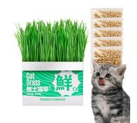 Generisch Soilless Cats Grass Growing Pot - Cat Grass Growing Box | Soilless Hydroponic Containers | Wheat Grass Growing Containers for Balcony, Porch, Sill, Living Room, Backyard