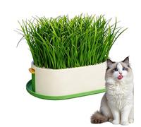 Generisch Vaso per piante per gatta | Vaso per piante - Contenitore per gatta - per snack e gatta per l'alimentazione e come cibo per casa in interni alla scrivania