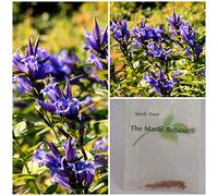 Gentiana asclepiadea - Willow Genziana - Fresh Seed X 50 Semi Seeds ONLY