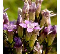 genziana giardino resistente selvatici balcone semi di appartamento balcone rampicante semi di 60pcs