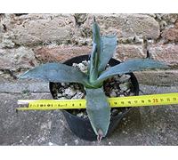 Geosism & Nature Agave Americana VAR. Americana 20 cm, Cactus, pianta grassa Winter Hard, Resistente Fino a -5° C