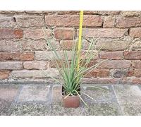 Geosism & Nature Agave stricta VAR. Nana 40 cm, Cactus, pianta grassa