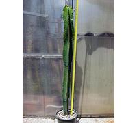 Geosism & Nature Euphorbia Eritrea 110 cm, Cactus, pianta grassa