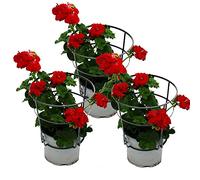 Gerani appesi - Pelargonium Peltatum - Vaso da 12 cm - Set di 3 piante - rosso scuro