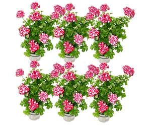 Gerani appesi - Pelargonium peltatum - Vaso da 12 cm - Set di 6 piante bicolore rosso/bianco