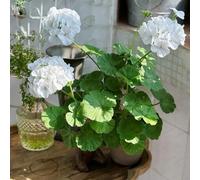 gerani, pelargoni - Decorazioni autunnali per un giardino resistente balcone recisi semi di per balcone l' di semi insoliti 650semi