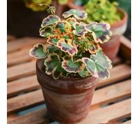 gerani, pelargoni - Decorazioni autunnali per un giardino resistente balcone recisi sul balcone rampicanti, giardino roccioso primaverili, 90semi