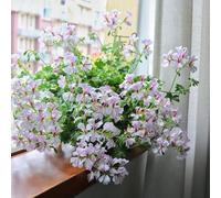 Gerani pelargonio - autunnali decorazione del balcone primaverili 320semi