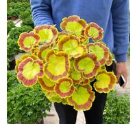 Gerani pelargonio - copertura del terreno interno decorazione 90semi