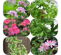 Gerani profumati, semi di geranio limone - semi per aiuole rialzate per gli amanti del giardino da balcone resistenti giardini rocciosi verdi vecchie 300pcs