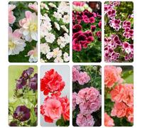 gerani reali geranio d'estate selvatici perenni serrature di balcone bonsái interni semi selvatici trepadora 800pcs