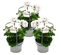 Gerani sospesi Pelargonium peltatum 12 cm, set con 3 piante, colore bianco