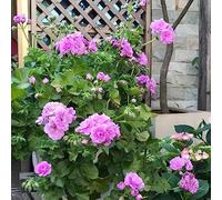 gerani tagliati semi selvatici perenni resistenti semi di selvatico bonsái interni balcone estate arbusto farfalle geranio 750pcs