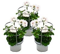 Geranio appeso - Pelargonium Peltatum - Vaso da 12 cm - Set di 3 piante - Bianco