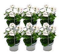 Geranio appeso - Pelargonium Peltatum - Vaso da 12 cm - Set di 6 piante - Bianco