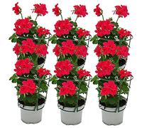 Geranio appeso - Pelargonium Peltatum - Vaso da 12 cm - Set di 6 piante - Rosa