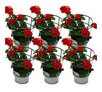Geranio appeso - Pelargonium Peltatum - Vaso da 12 cm - Set di 6 piante - Rosso scuro