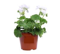 Geranio Bianco 2 Pezzi | Gerani Zonali Bianchi | Fioritura Continua da Maggio a Ottobre | Resistenti al Sole e Facili da Coltivare | Giardinaggio, Balconi, Terrazzo e Giardino | 2 Pezzi