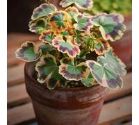 geranio di primavera semi selvatici interni arbusto farfalle prato selvatici, autunno, perenne tagliati semi giardino decorazione 1000pcs