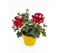 Geranio Edera Parigino Rosso Pianta in Vaso | Geranio Ricadente per Balcone e Terrazzo | Fiori Rossi a Cascata | Fioritura Abbondante Primaverile Estiva | Facile da Coltivare