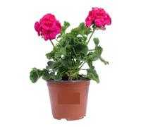 Geranio Fucsia 4 Pezzi | Gerani Zonali Fucsia | Fioritura Continua da Maggio a Ottobre | Resistenti al Sole e Facili da Coltivare | Giardinaggio, Balconi, Terrazzo e Giardino | 4 Pezzi