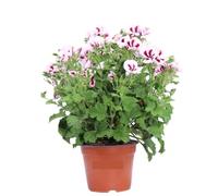 Geranio Imperiale Bianco e Rosso 2 Pezzi | Gerani Imperatore Bianco e Rosso | Fioritura Continua da Maggio a Ottobre | Facili da Coltivare | Giardinaggio, Balconi, Terrazzo e Giardino | 2 Piante