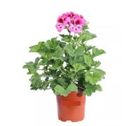 Geranio Imperiale Fucsia e Viola 1 Pezzo | Gerani Imperatore Fucsia e Viola | Fioritura Continua da Maggio a Ottobre | Facili da Coltivare | Giardinaggio, Balconi, Terrazzo e Giardino | 1 Pianta