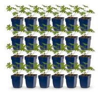 Geranio Johnson's Blue - Geranio - Coprisuolo - Blu - 24 piante - 15-25cm - Ø11cm - Pianta da giardino