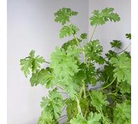 geranio limone semi di Pelargonium graveolens selvatico giardino cucina giardino semi balcone parterre cucina primavera autunno resistenti 100pcs