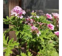 geranio limone semi di vaso giardino, autunnale, estivi primaverili selvatici balcone 50pcs