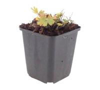 Geranio Max Frei da Giardino, Rosso Carminio, 48 Pezzi Vaso 9cm H10-25cm