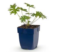Geranio Perenne Johnson's Blue, Tappezzante da Giardino, Blu, Vaso 11 cm